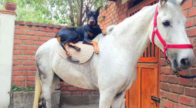 YouTube: Un perro y un caballo nos demuestran que la amistad no tiene límites