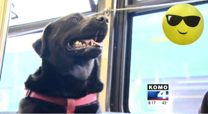 YouTube: Perro aprendió a ir solo al parque… ¡EN UN BUS!