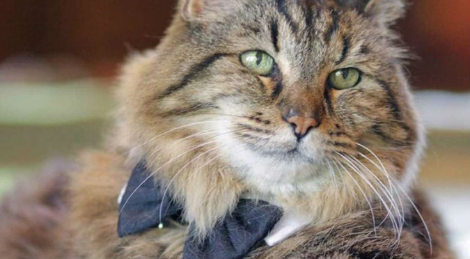 YouTube: Conoce a Corduroy, el gato más viejo del mundo