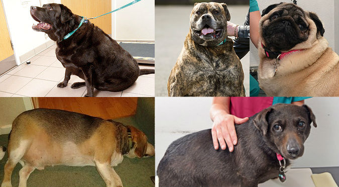 ¡Adorables! Estos perritos tenían sobrepeso y ahora lucen geniales – FOTOS