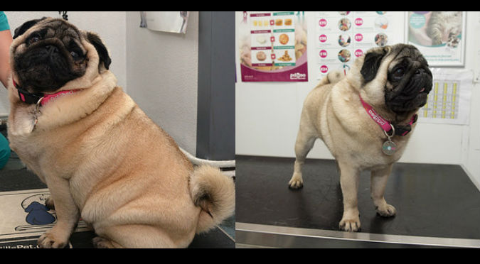¡Adorables! Estos perritos tenían sobrepeso y ahora lucen geniales – FOTOS