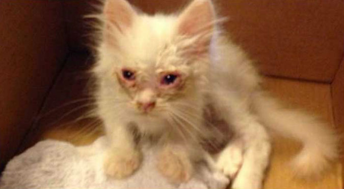 Instagram: Mira lo increíble que luce ahora este gatito encontrado en la calle – FOTOS