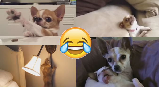 YouTube: Te vas a reír con esta compilación de los animales más graciosos de 2015