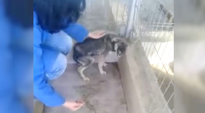 YouTube: Perro fue maltratado por años y esta fue su reacción al ser acariciado por primera vez