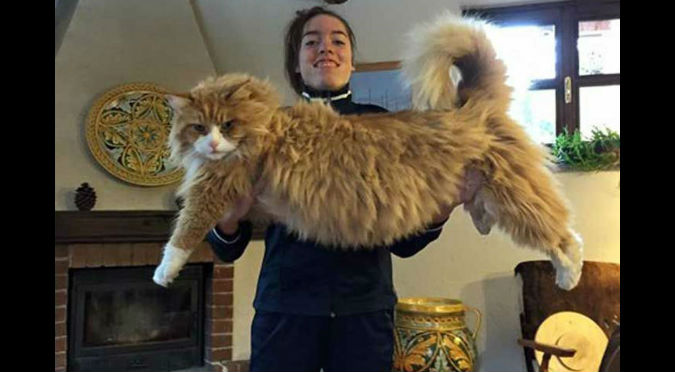 ¡Catzillas! Esta es la raza de gatos gigantes que quizá quieras tener – VIDEO/FOTOS