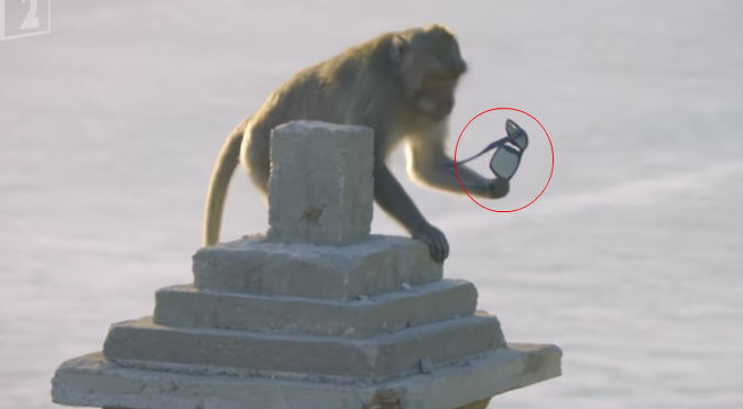 ¡Alucinante! Monos roban objetos a turistas para cambiarlos por comida – VIDEO
