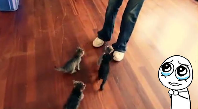 Facebook: Estos gatitos trepándose en su dueña es lo más tierno que verás hoy – VIDEO