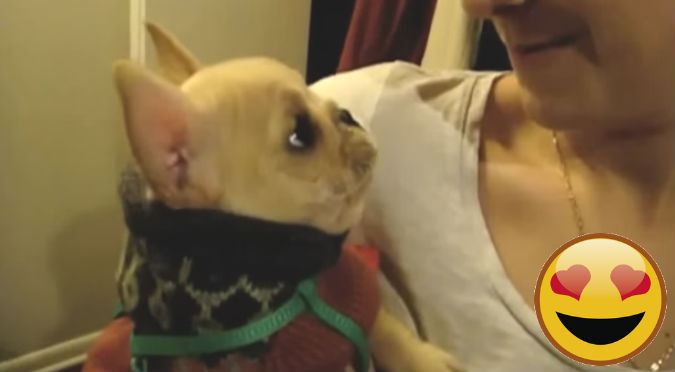 ¡Muy tierno! Le dijo 'I love you' a su perro y el can respondió así... - VIDEO