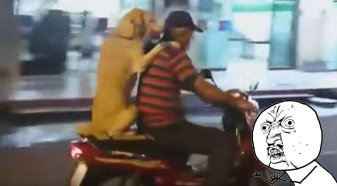 YouTube: ¡WTF! Perro viaja en moto cómodamente mejor que muchas personas