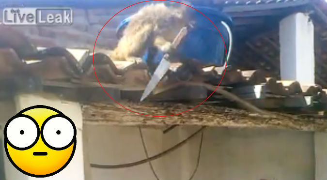 Mono entró a un bar, bebió ron y luego amenazó a todos con un cuchillo – VIDEO