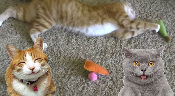 ¡Catlover! 5 trucos para que tu gato se divierta y ejercite su mente – VIDEO