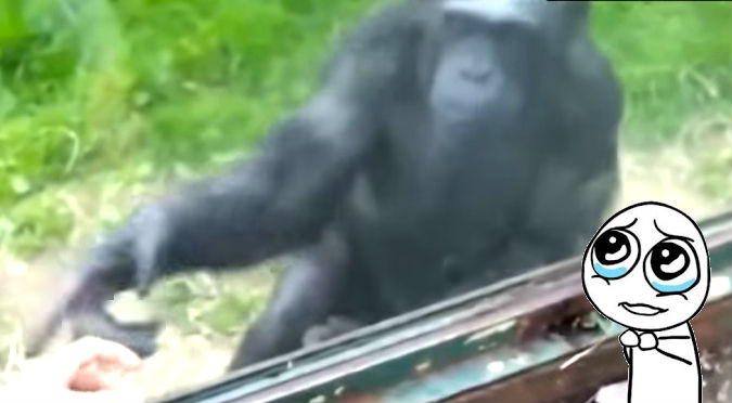YouTube: Este es el video que nadie quiere que veas sobre los animales en cautiverio