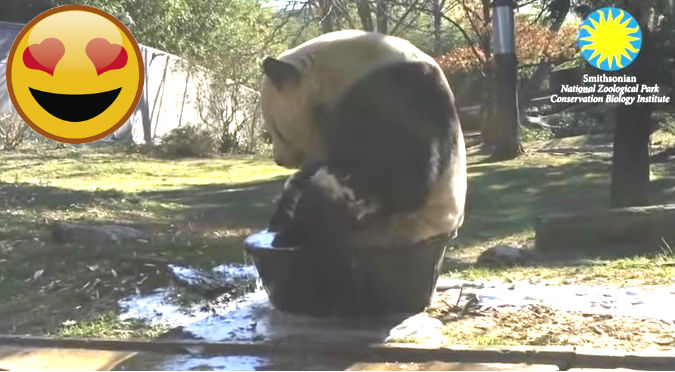 ¡Owww! Ver a este panda disfrutar de su baño te dará mucha ternura – VIDEO