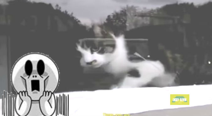 YouTube: ¿Un gato persiguiendo a un cartero? No lo vas a creer