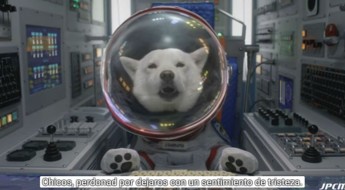 ¡JAJAJA! Conoce al perro que es una celebridad en los comerciales de Japón – VIDEO