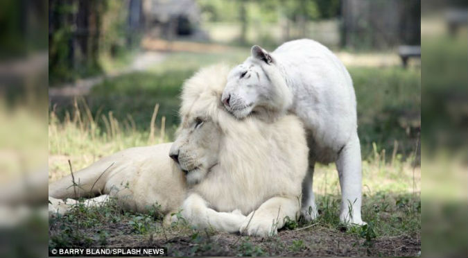 Mira los tiernos cachorros que nacieron de una tigresa y un león albinos – FOTOS