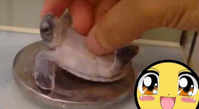 YouTube: ¡Asombroso! Mira cómo hipnotizan a una tortuga bebé  - VIDEO