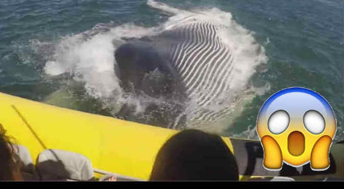 YouTube: Mira cómo una enorme ballena casi devora a turistas