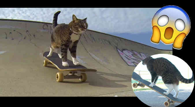YouTube: Este gato skater te sorprenderá con sus alucinantes trucos