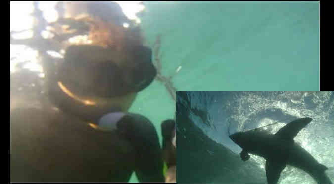 YouTube: Buceaba y fue atacado por enorme tiburón blanco