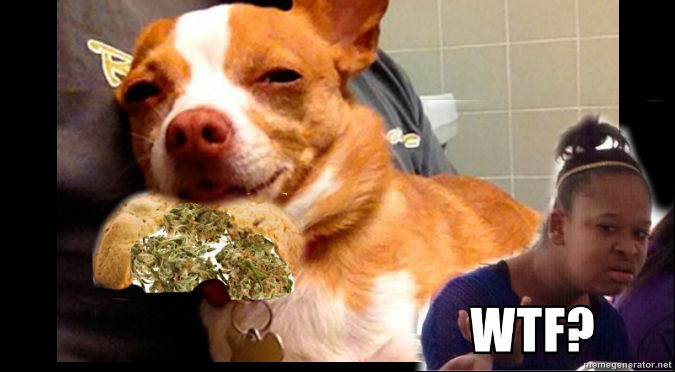 YouTube:  Chihuahua comió galletas 'felices' y esta fue la fatal consecuencia