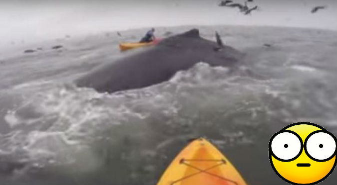 Viral: Enormes ballenas  irrumpieron reto de 'Youtubers' - VIDEO