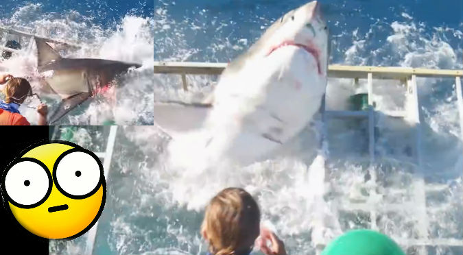 YouTube: Tiburón rompió su jaula y atacó a los turistas así