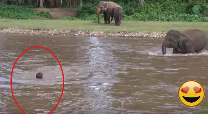 YouTube: Se ahogaba en el río y elefante bebé lo rescató