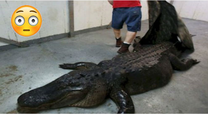 YouTube: No creerás qué animal se comió este enorme cocodrilo