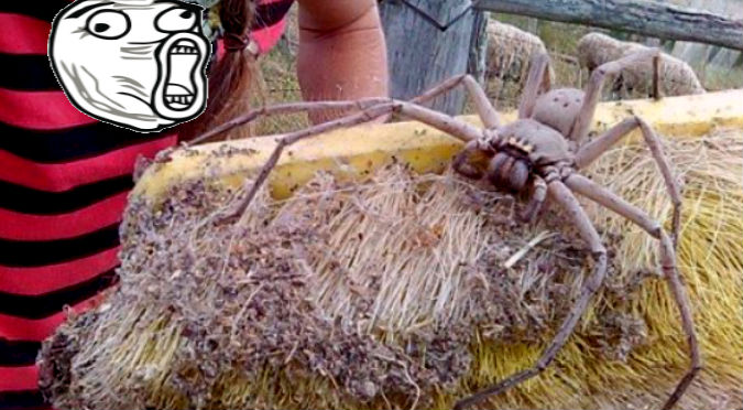 Twitter: Mira lo que hizo esta enorme araña  - FOTOS