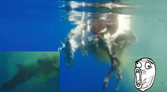 YouTube:  Mira cómo un enorme tiburón devoró a una vaca
