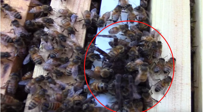 YouTube: Enorme araña fue atacada por una colonia de abejas ¡Sin piedad!