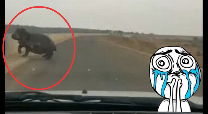 YouTube:  Hipopótamo se descontroló y atacó a un turista