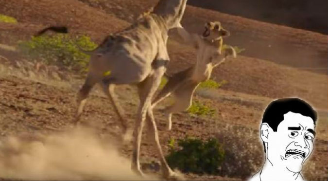 YouTube: Leonas querían cazar a esta jirafa y esto pasó