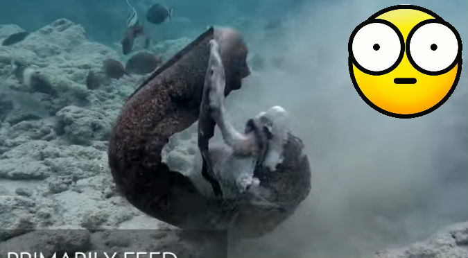 YouTube: Grababa la pelea entre un pulpo y una anguila, pero terminó siendo la víctima