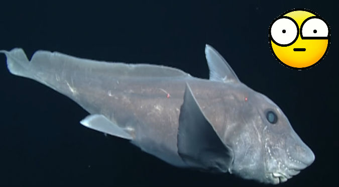 YouTube: Mira al 'Tiburón fantasma' que vive más de 300 millones de año