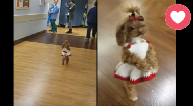 YouTube: Mira cómo camina esta sexy perrita navideña ¡en dos patas!