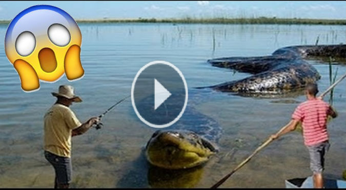 YouTube:  Pescaron esta anaconda gigante, pero lo peor vino después