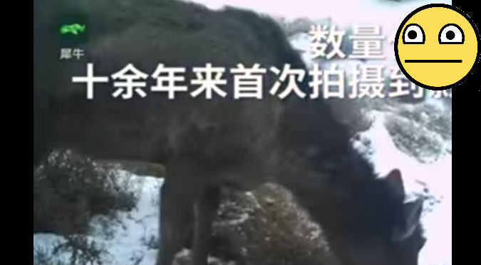 YouTube: Mira el animal que es mitad ciervo y mitad  caballo