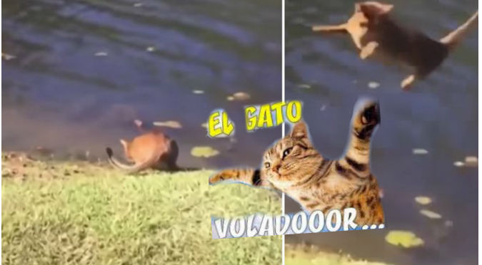 YouTube:  'Gato volador'  sorprendió a todos con su habilidad