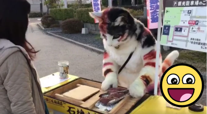 Facebook: 'Gato emprendedor' y su don culinario asombró a todos - VIDEO