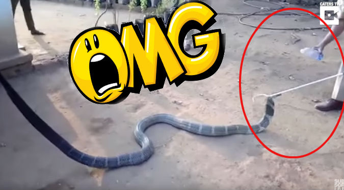 YouTube: Cobra tenía sed y  le dieron agua de esta insólita manera