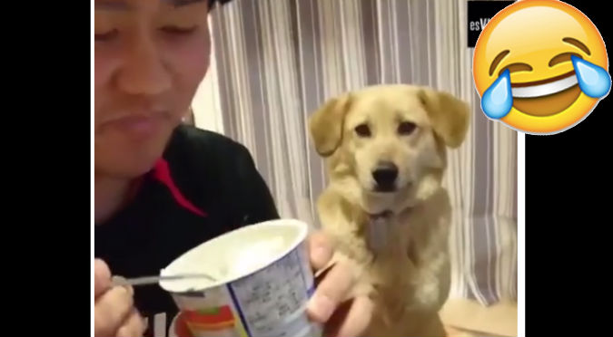 Facebook: Perro tenía hambre, pero su dignidad le ganó - VIDEO