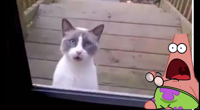 Facebook:  Este gato habla  y sorprendió a miles ¡Te quedarás atónito! - VIDEO