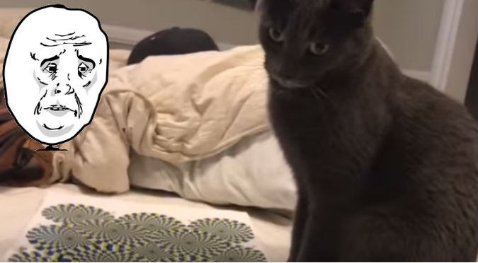 YouTube:  Gato quedó en shock ante ilusión óptica ¡Khé!