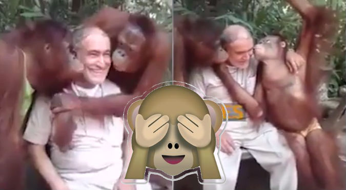 YouTube: Mira lo que hicieron estos orangutanes cariñosos
