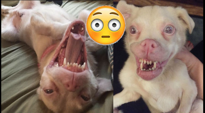 Viral: ¿Conoces a 'Tucker', el perro murciélago? - FOTOS