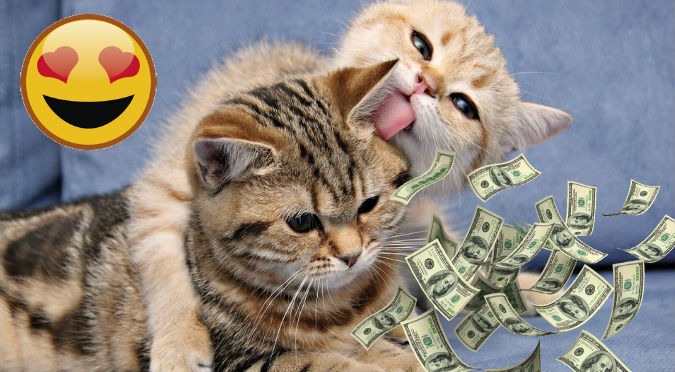 Viral: ¿Amas los gatos? Empresa te paga por abrazarlos ¡todo el día!