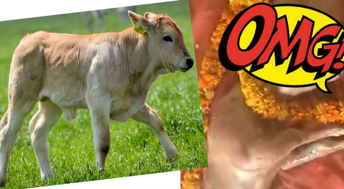 Viral: ¡Vaca nació con rostro humano y ahora es venerada! - FOTOS