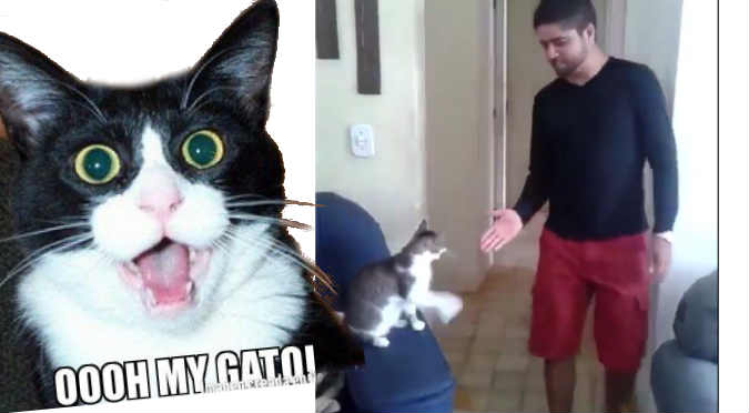 Twitter: Este es el saludo más 'cool' entre un gato y su dueño  (VIDEO)